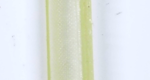 artikelbilder\benzinsiebcady14133